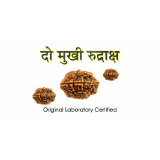 2 Mukhi Rudraksh (1.0)